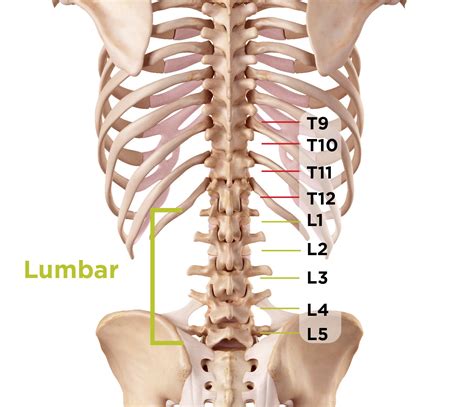 vertebra lv|l4 l5 vertebral disc.